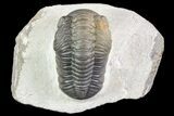 Beautiful, Austerops Trilobite - Ofaten, Morocco #75466-1
